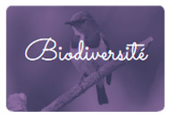 Atelier écolo biodiversité